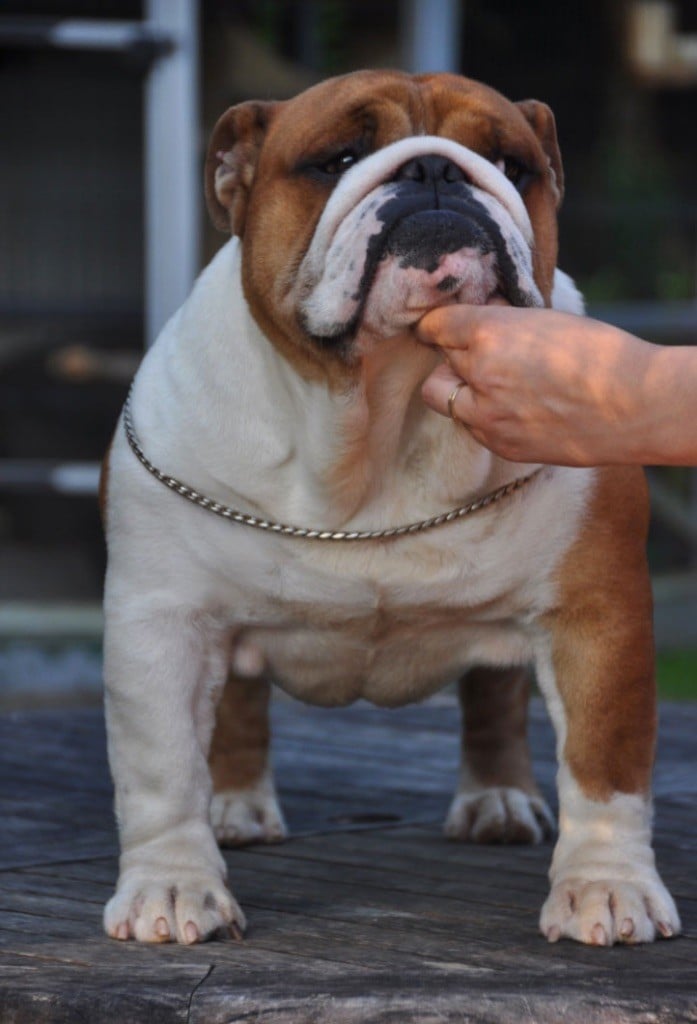 Publication : Di Vendra Nera Auteur : DI VENDRA NERA