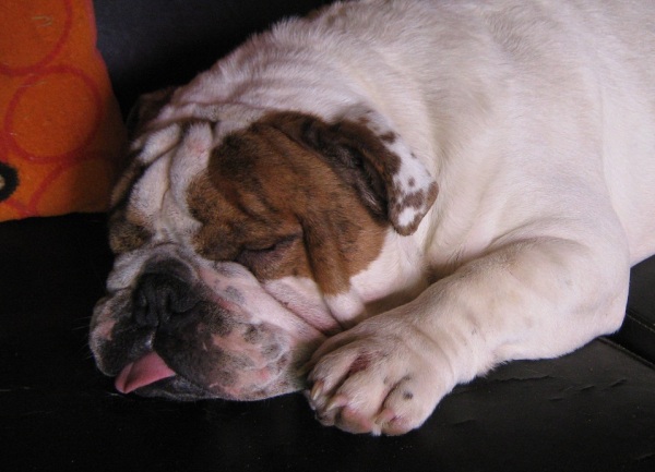 Publication : Paint it black Auteur : showcabulls