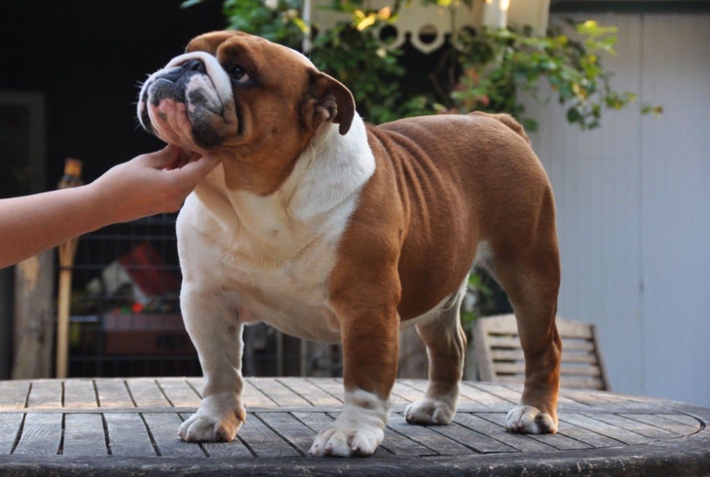 Publication : Di Vendra Nera Auteur : DI VENDRA NERA