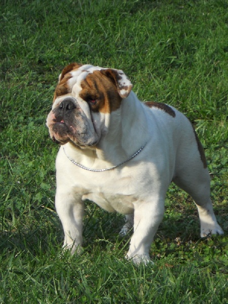 Publication : Paint it black Auteur : showcabulls