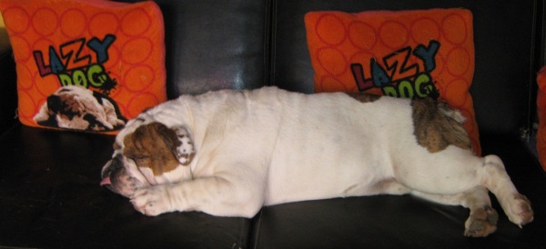 Publication : Paint it black Auteur : showcabulls