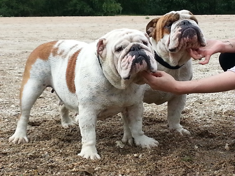 Publication : Paint it black Auteur : showcabulls