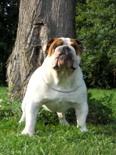 Publication : Paint it black Auteur : showcabulls