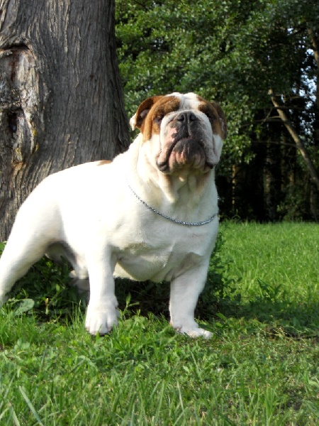 Publication : Paint it black Auteur : showcabulls