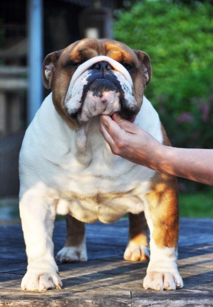 Publication : Di Vendra Nera Auteur : DI VENDRA NERA