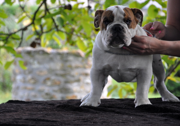 Publication : Paint it black Auteur : showcabulls