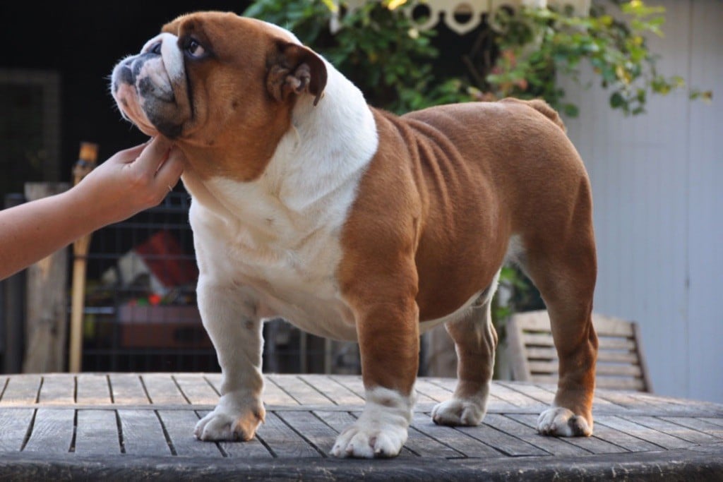 Publication : Di Vendra Nera Auteur : DI VENDRA NERA