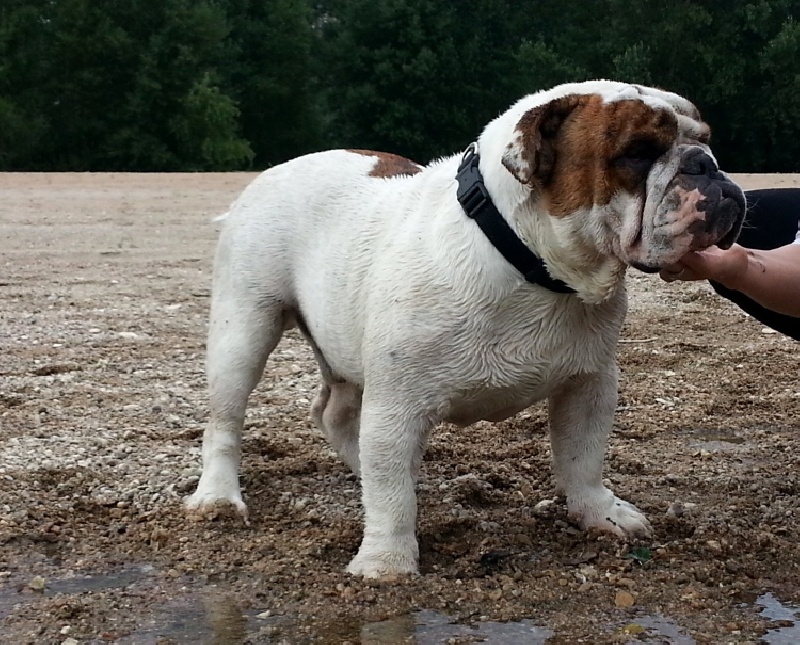 Publication : Paint it black Auteur : showcabulls