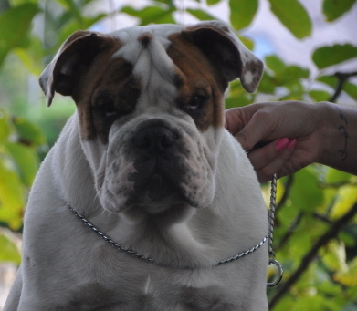 Publication : Paint it black Auteur : showcabulls