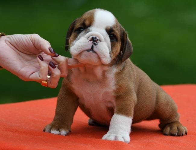 BORNEO - Bulldog Anglais