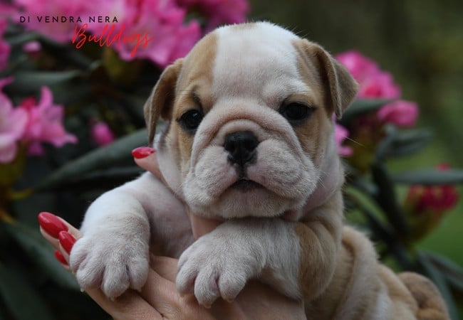 Chiot N°2 - Bulldog Anglais