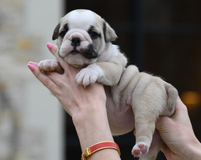 Les chiots de Bulldog Anglais