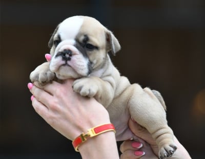 Les chiots de Bulldog Anglais