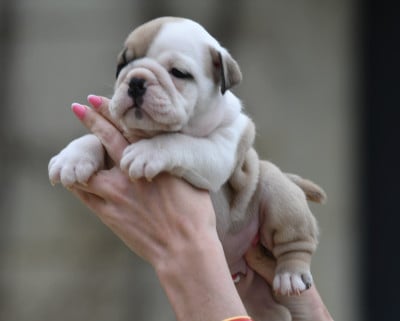 Les chiots de Bulldog Anglais
