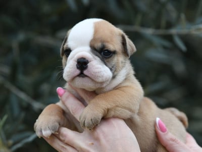 Les chiots de Bulldog Anglais