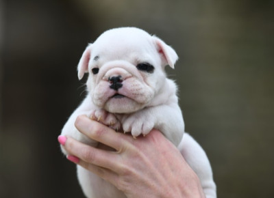 Les chiots de Bulldog Anglais
