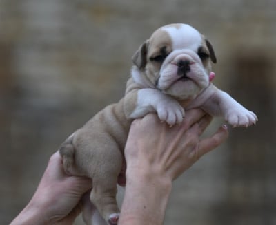 Les chiots de Bulldog Anglais