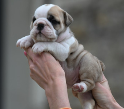 Les chiots de Bulldog Anglais