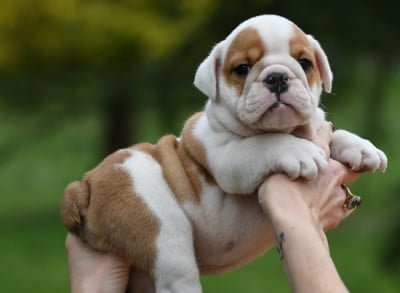 BENTLEY - Bulldog Anglais