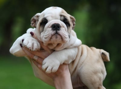 Les chiots de Bulldog Anglais