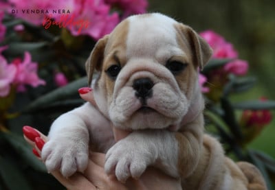 Chiot N°7 - Bulldog Anglais