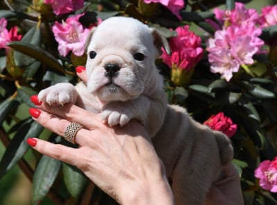 Les chiots de Bulldog Anglais