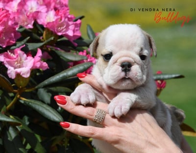 Les chiots de Bulldog Anglais