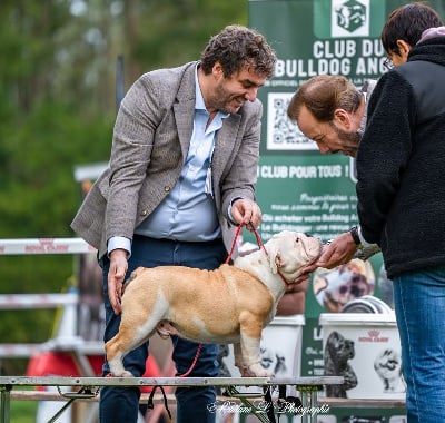 Les chiots de Bulldog Anglais