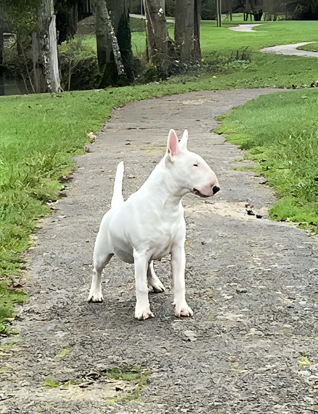 GOULBURNIA AS GOOD AS