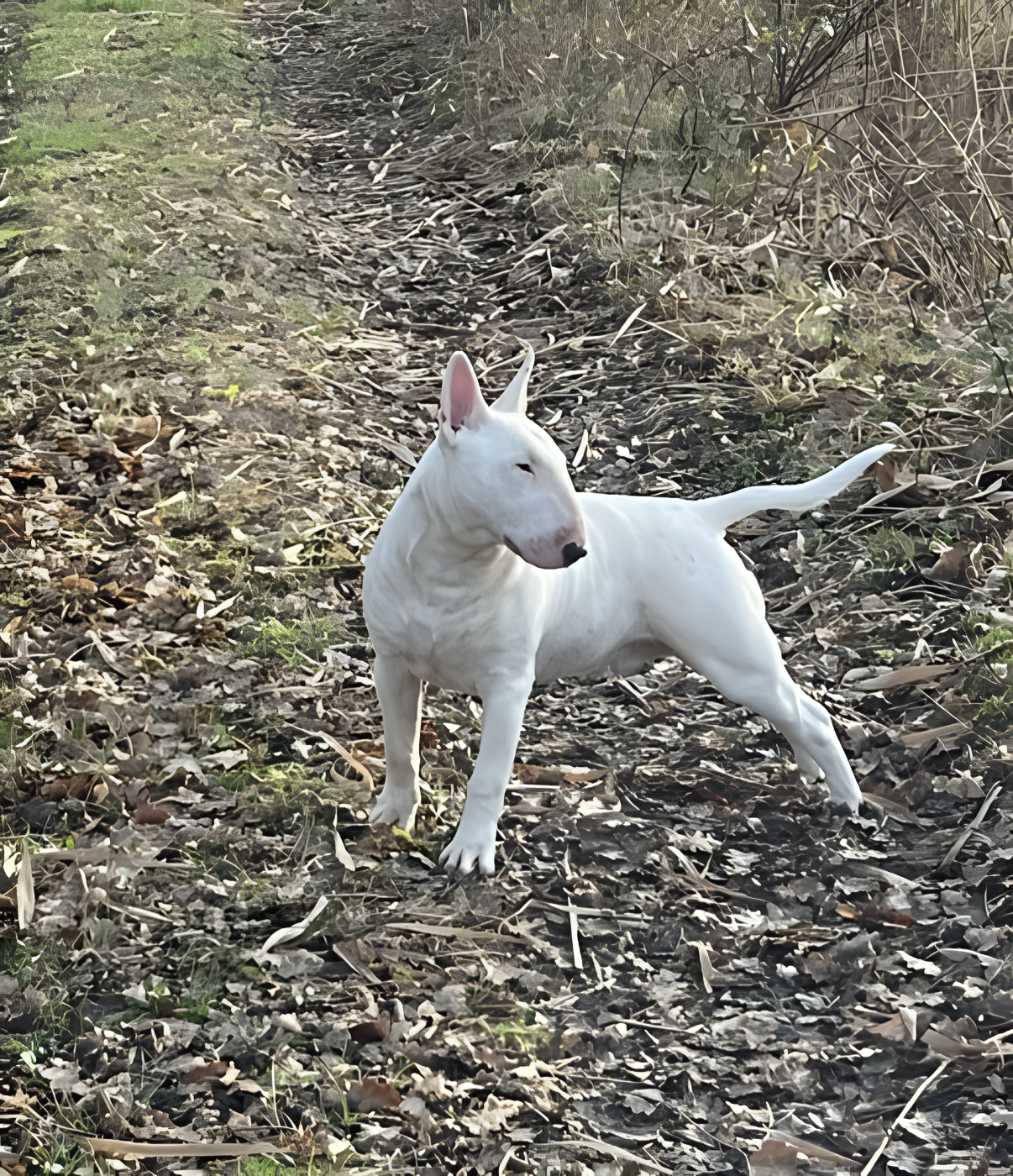 GOULBURNIA AS GOOD AS