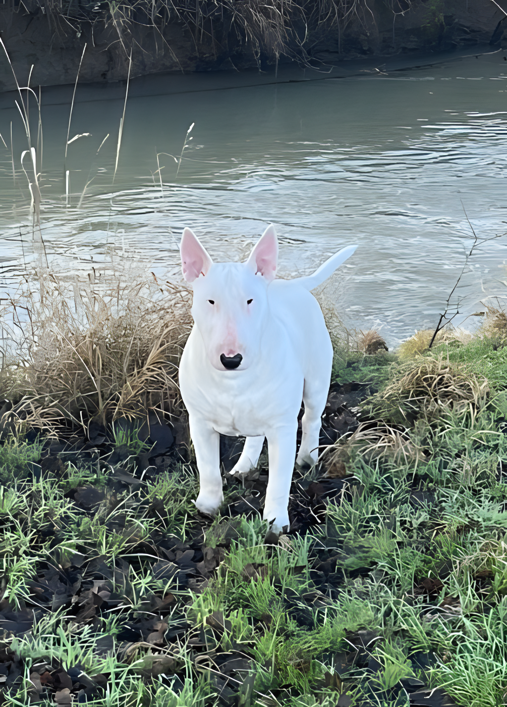 GOULBURNIA AS GOOD AS