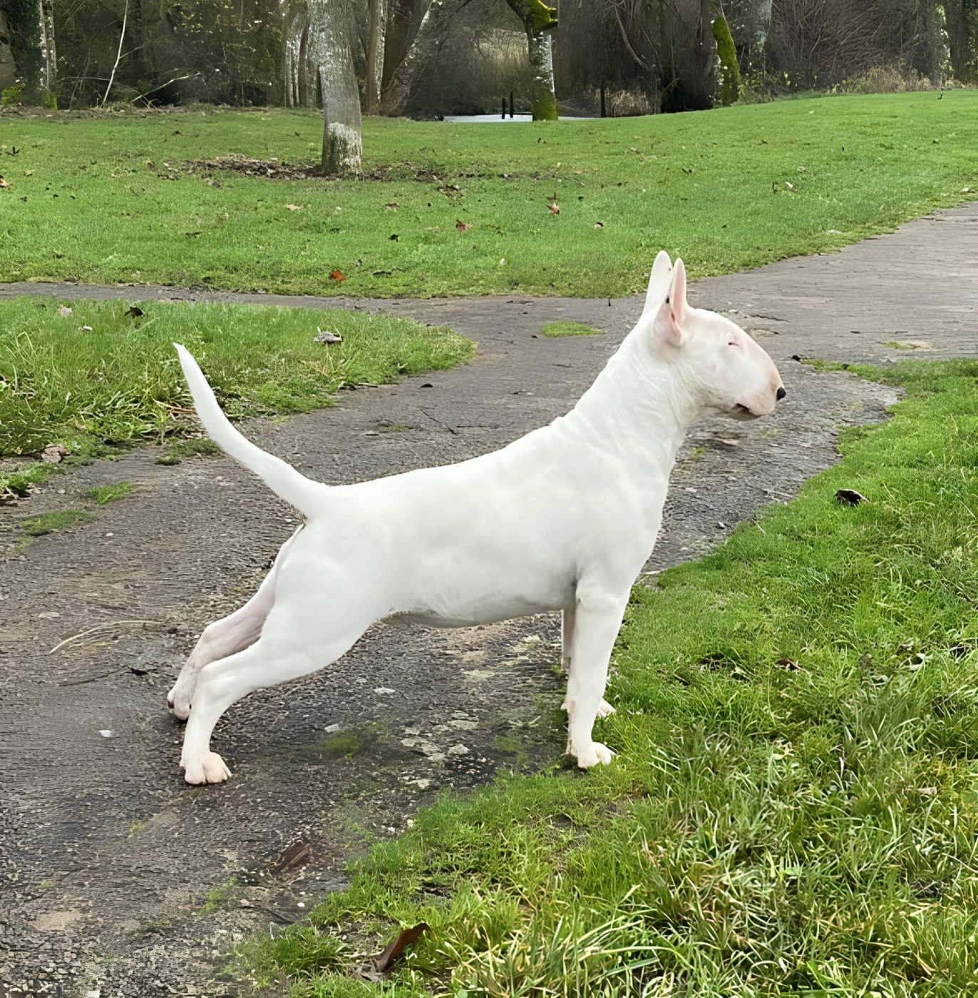 GOULBURNIA AS GOOD AS