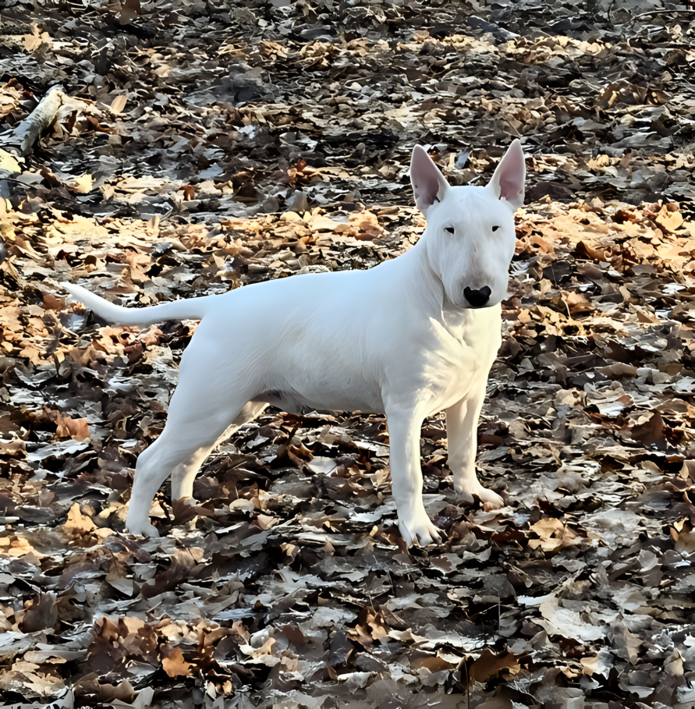 GOULBURNIA AS GOOD AS