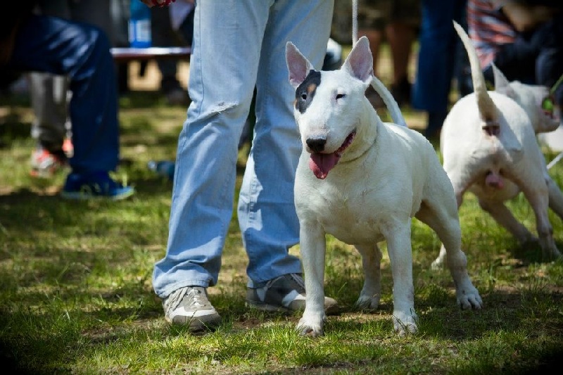 Publication : du moulin d'allamont