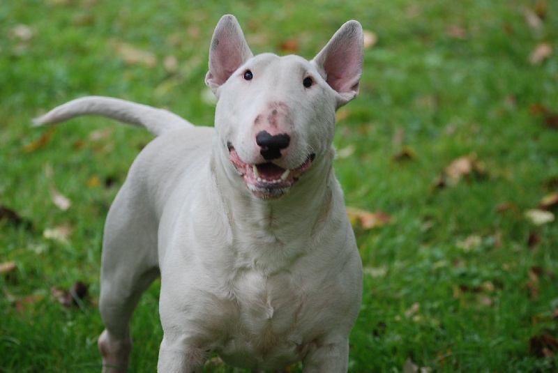 Publication : du moulin d'allamont