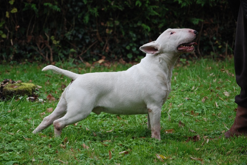 Publication : du moulin d'allamont