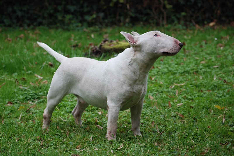 Publication : du moulin d'allamont