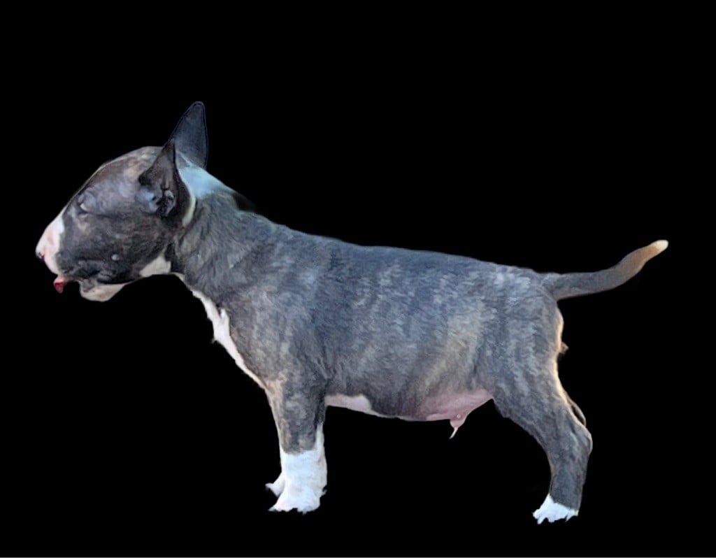 Bull Terrier - du moulin d'allamont