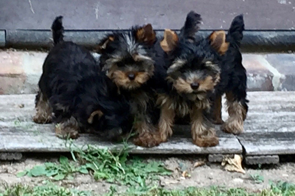 Du manoir des messalines - Yorkshire Terrier - Portée née le 17/06/2018