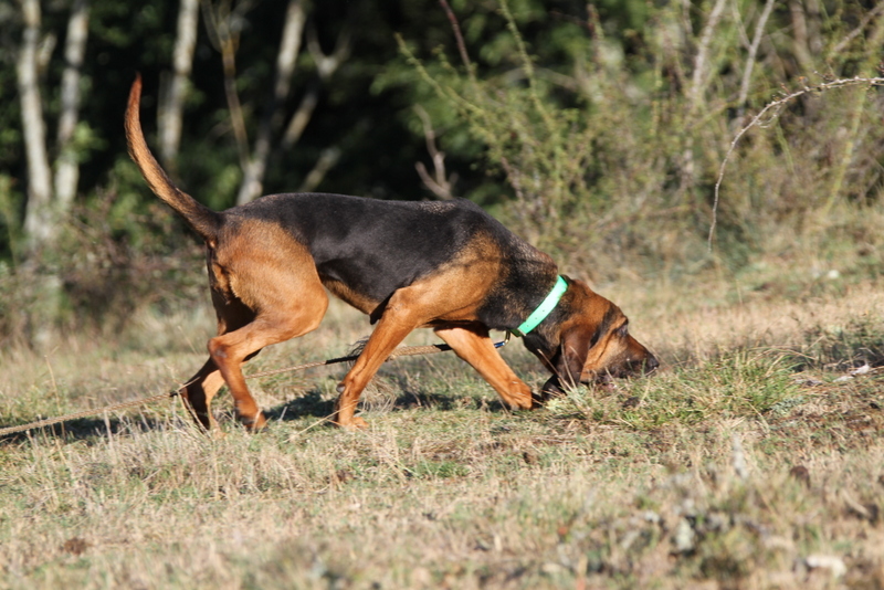 Photo Elevage Du domaine de riboulon eleveur de chiens Bruno St