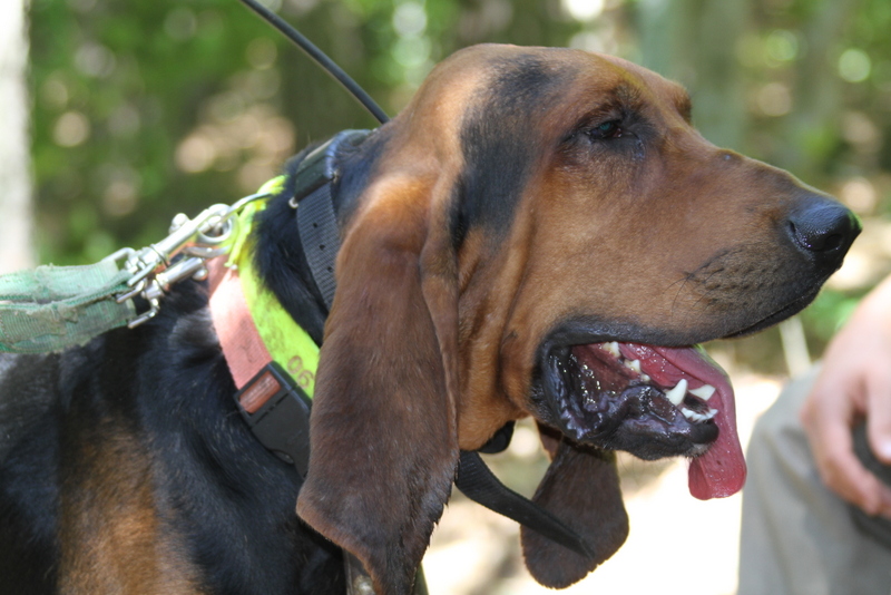 Photo Elevage Du domaine de riboulon eleveur de chiens Bruno St