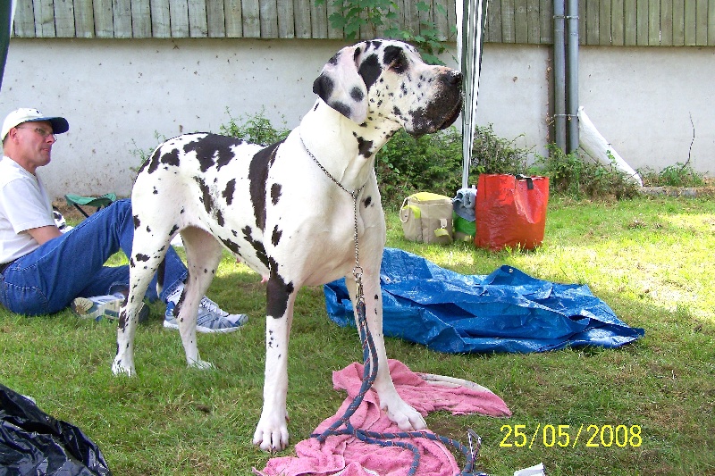 Publication : DU CASTEL DU BRAHBAN