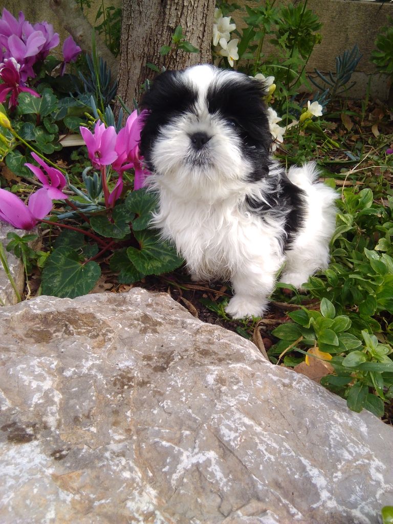 Tiger lily white twinkle De l'encre de chine