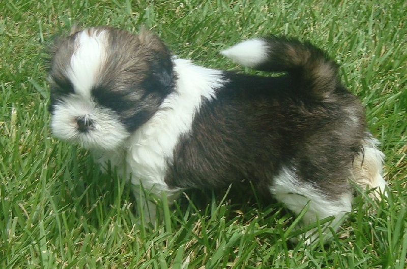 Ginger De l'encre de chine