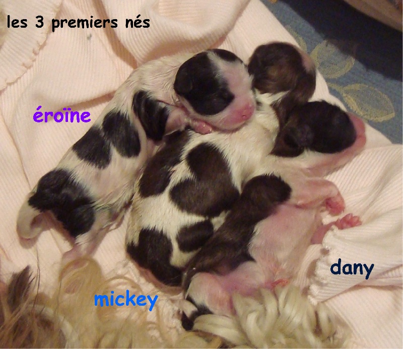 E'danny De l'encre de chine