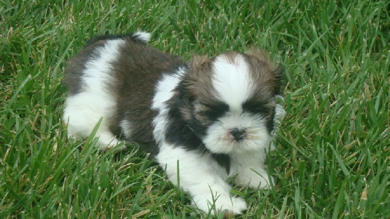 Ginger De l'encre de chine