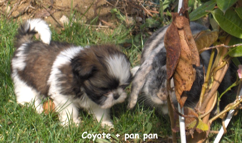 Coyotte De l'encre de chine