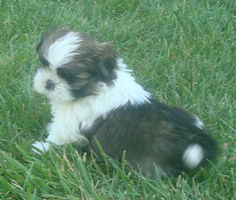 Ginger De l'encre de chine