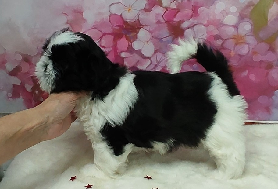 Valkyrie Lily Tchang De l'encre de chine