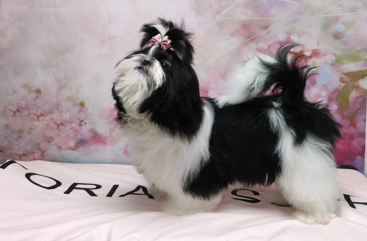 Valkyrie Lily Tchang De l'encre de chine